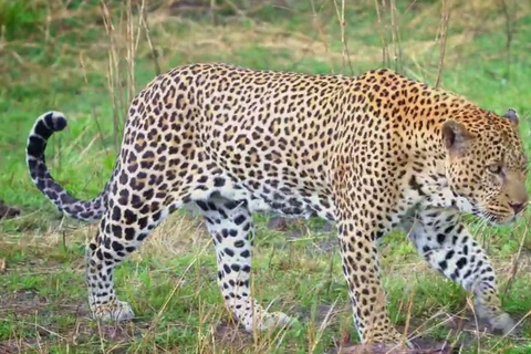 From Durban: Hluhluwe Game Reserve Full-Day Safari