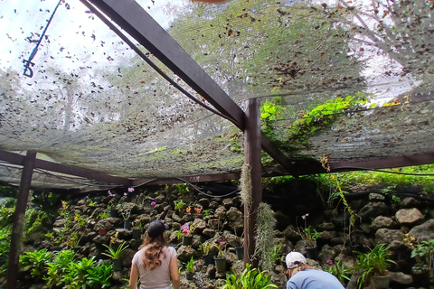 NADI: Garden Of Sleeping Giant & Tifajek Mudpool & Hotspring Shangri-La's Fijian Resort and Spa / Gecko Resort Pickup