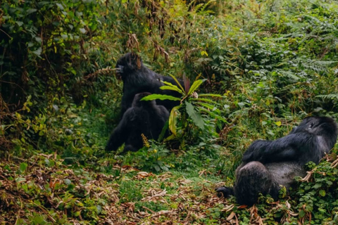 Kigali: 2-Day Gorilla Trekking, Lake Kivu Boat Cruise Tour