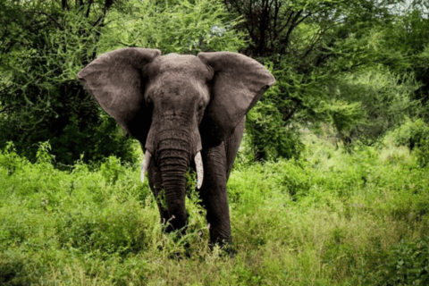 Tanzanie : 8 jours de safari avec hébergement