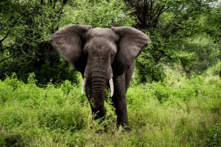 Tanzanie : 8 jours de safari avec hébergement