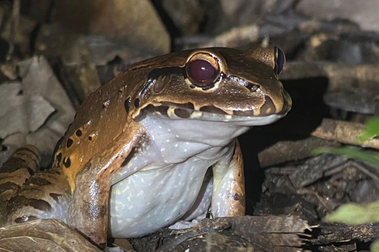 Manuel Antonio: Night tour with a naturalist guide.