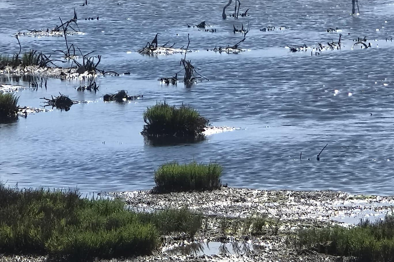 Guided buggy Passenger tour Alvor Ria wetlands