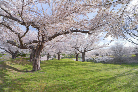 Hokkaido Hakodate 2D1N Cherry Blossoms Bus Tour from Sapporo 1 People / 1 Room