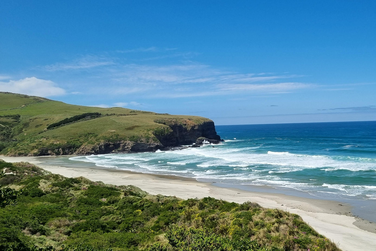 Dunedin City Highlights & Larnach Castle Tour