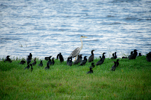 Sigiriya Rock Hike, Village Cookery Experience & Wild Safari