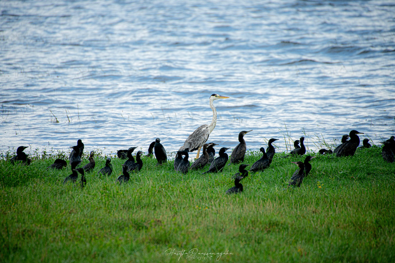 Sigiriya Rock Hike, Village Cookery Experience & Wild Safari