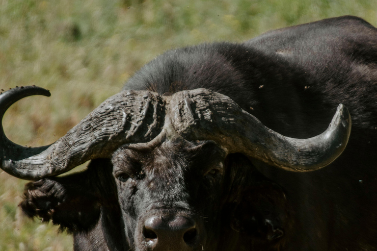 Arusha: Lake Manyara National Park Day Trip with Pickup