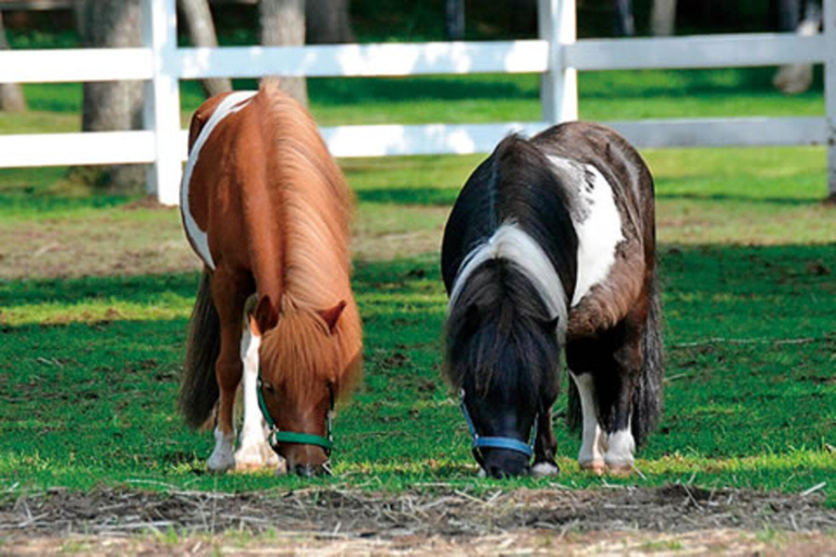Hokkaido Summer: Fireworks Festival, Bon Dance & Horses Park