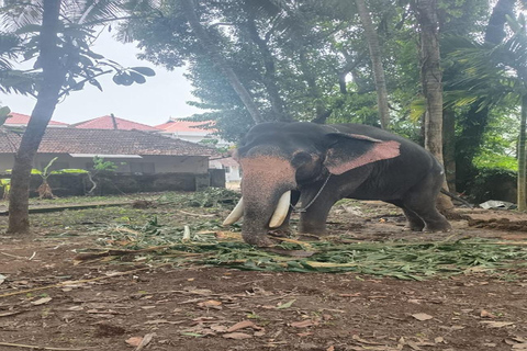 Kochi: Tuk-Tuk-Ausflug mit versteckten SchätzenKochi: Ausflug mit dem Tuk-Tuk zu versteckten Schätzen