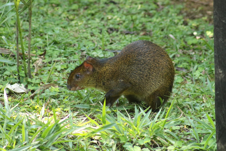 Da Cusco: 5 giorni di esplorazione e connessione nella Zona Riservata del ManuDa Cusco: 5 giorni di esplorazione e connessione nella Zona Riservata di Manu