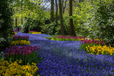From Rotterdam and The Hague: Bus Tour with Keukenhof Ticket