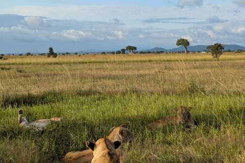 Z Zanzibaru: 2-dniowe safari w Selous z lotami i spacerem po buszuZanzibar: Selous 2-Day Safari with Flights &amp; Bush Walk