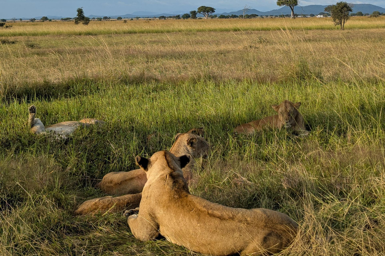 Z Zanzibaru: 2-dniowe safari w Selous z lotami i spacerem po buszuZanzibar: Selous 2-Day Safari with Flights &amp; Bush Walk