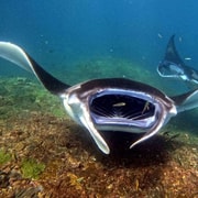 Nusa Penida: Guided Snorkeling Experience with Manta Rays