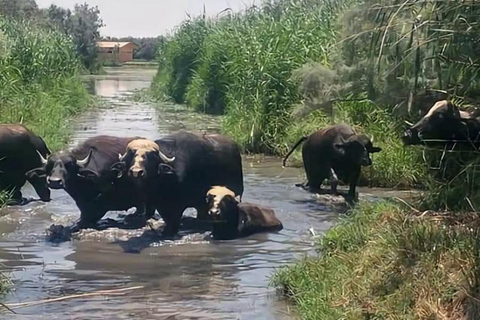 History & Nature: Azraq Wetland Reserve and Desert Castles
