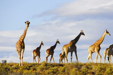 Cape Town: 2-Day Big Five Safari at Inverdoorn Lodge