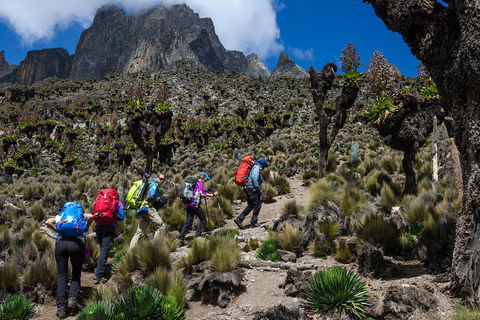 Mt Kenya: Full-day hiking tour from Nairobi