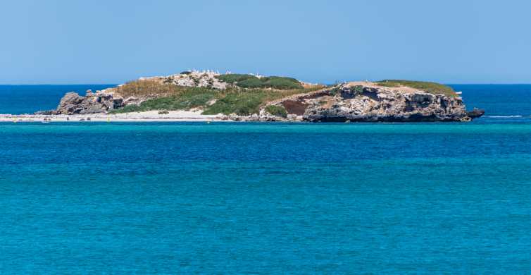 Perth Shoalwater Islands Snorkel Wildlife & Seafood Cruise