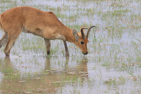 From Nairobi: Lake Nakuru National Park Safari Tour Landcruiser price