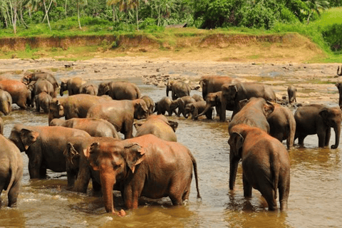From Colombo:Elephant Orphanage,Ambuluwawa & Tea Museum Tour