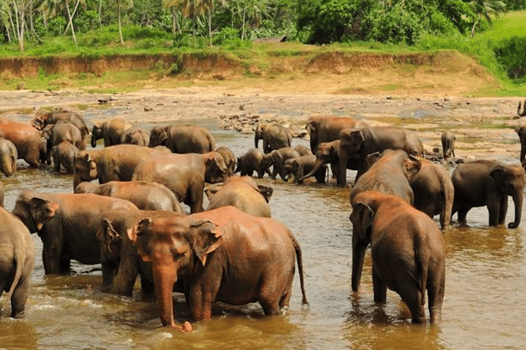 From Colombo:Elephant Orphanage,Ambuluwawa & Tea Museum Tour