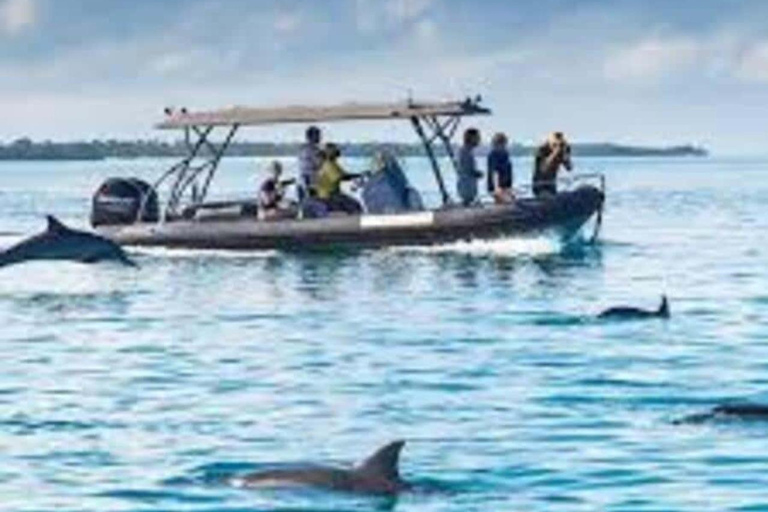 Zanzibar: delfini a Mnemba, acquario delle tartarughe e crociera al tramontoNessun trasferimento: tour con tutti i biglietti d'ingresso inclusi