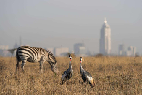 Nairobi; Excursión en vehículo por el Parque Nacional con servicio de recogida