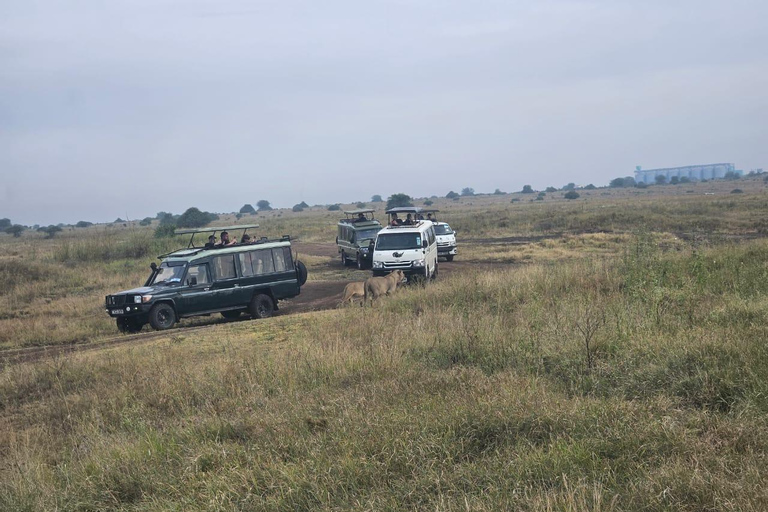 Parc national de Nairobi : promenade nocturne avec prise en charge gratuite