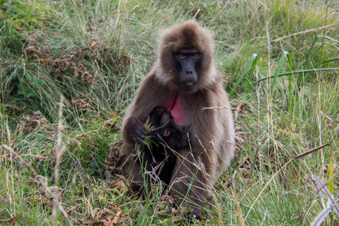 Addis Ababa: 7-Day Blue Nile, Simien, & Omo Valley Tour