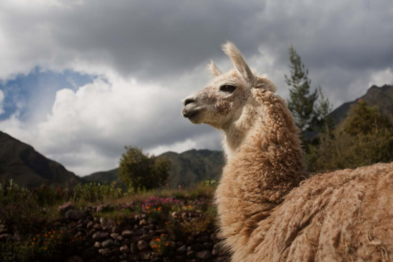 From Arequipa: Colca Canyon Day Trip with a stop in Puno From Arequipa: Day trip to Colca Canyon, ending in Puno