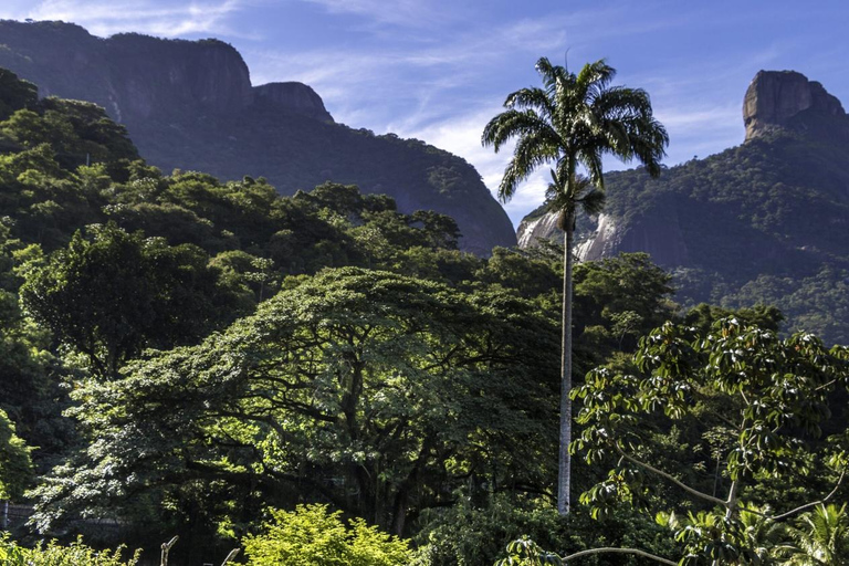 Rio: Christ the Redeemer and Tijuca Forest Tour