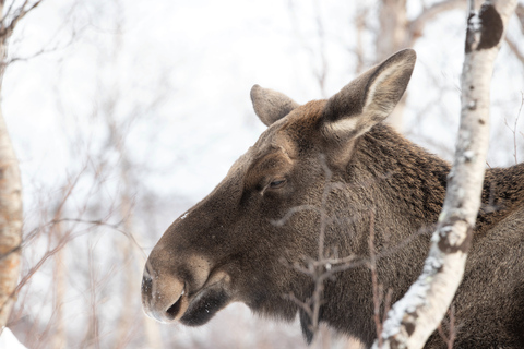 Abisko: Sneeuwschoenwandeling in de wildernis