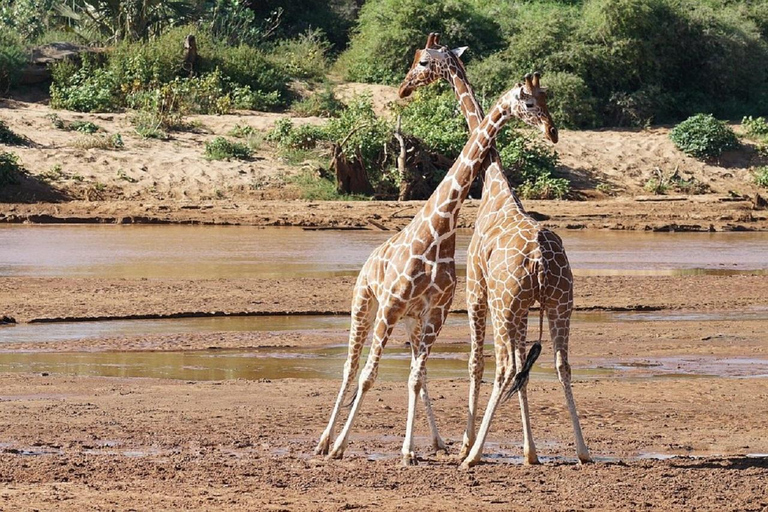 Nairobi: 3-Day Samburu National Reserve Safari Tour