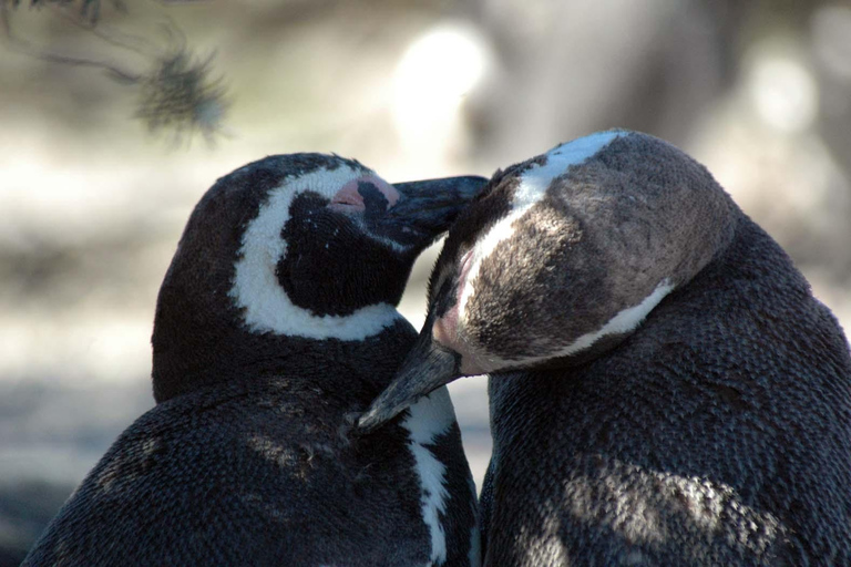 From Puerto Madryn: Full-Day Valdes Peninsula Tour