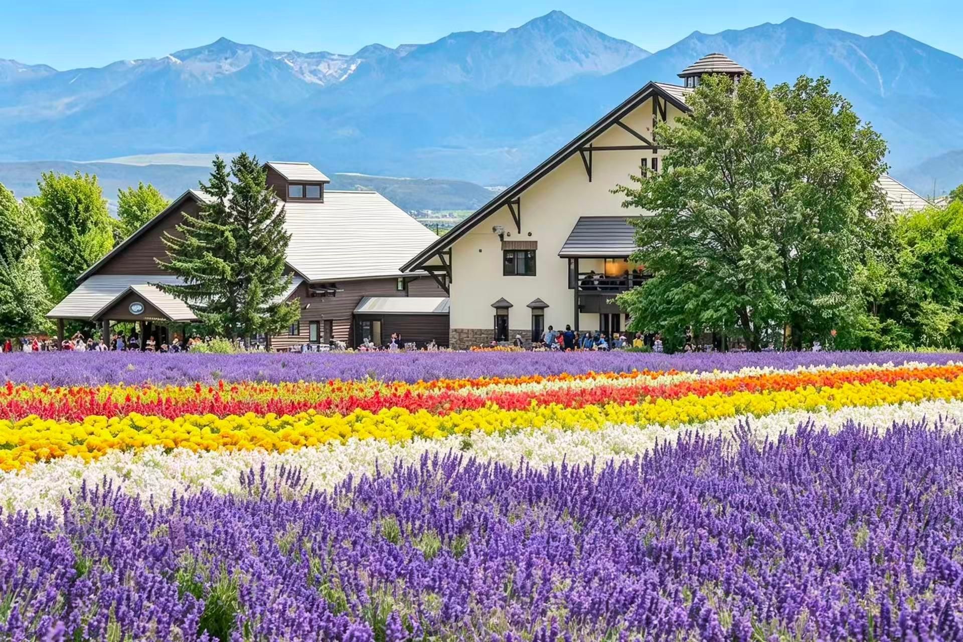 Ab Sapporo: Tour durch Furano und Biei mit Lavendel- und Weizenfeldern