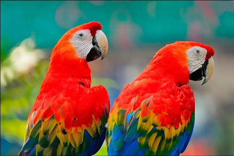 Manu 2 Days: Jungle Adventure and Wildlife Watching