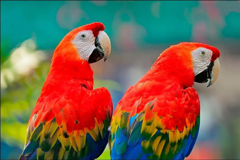 Manu 2 Days: Jungle Adventure and Wildlife Watching