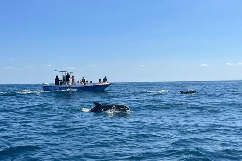 Sesimbra: Tour in barca per l&#039;osservazione dei delfini di Arrábida con biologoSesimbra: Tour in barca con biologo per l&#039;osservazione dei delfini di Arrábida