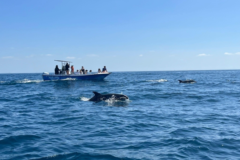 Arrábida natuurpark: dolfijnen spotten