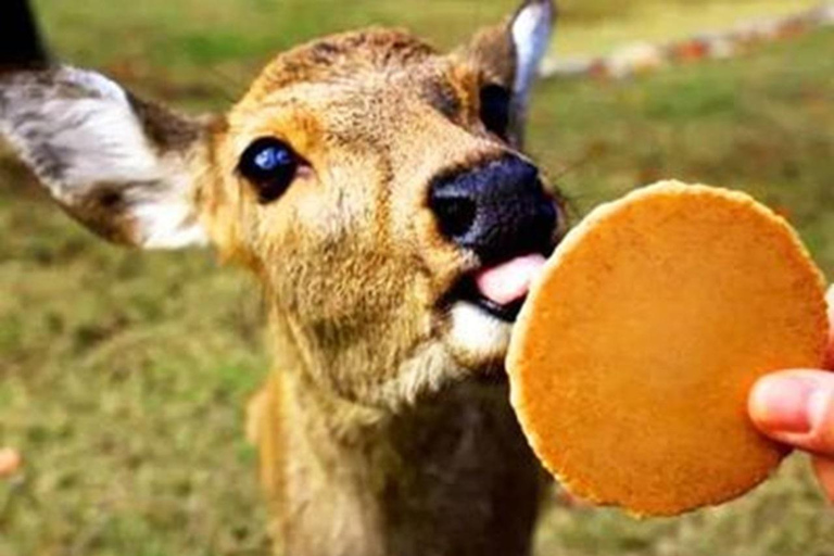 Kyoto/Osaka: Kyoto and Nara World Heritage Day Tour Trip from Kyoto Station 9:50AM