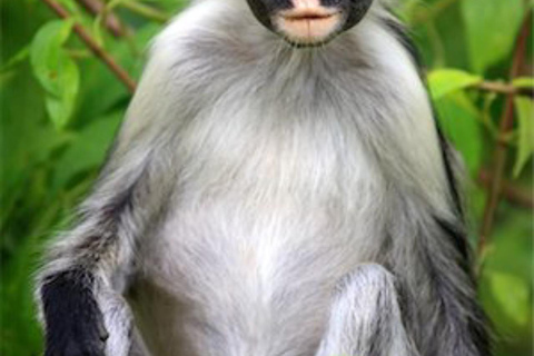 ZANZIBAR: tour della fattoria delle spezie, foresta di Jozani e ristorante RockTour privato, nessun trasferimento incluso