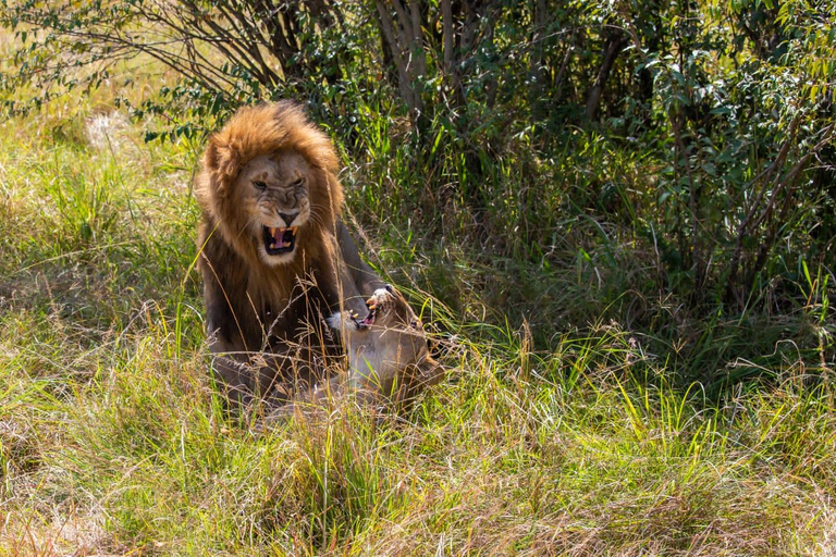 3 days masai mara safari