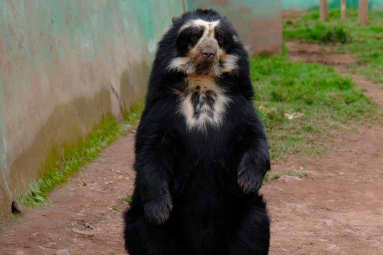 Cusco : Santuario de animales rescatados "cochahuasi" (sanctuaire des animaux sauvés)Visite privée