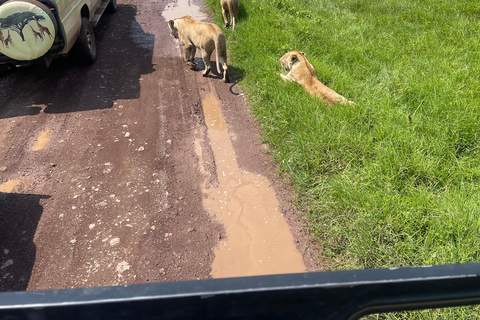 恩戈罗恩戈罗至吉力马扎罗山麓2日经济之旅恩戈罗恩戈罗至马特鲁尼和咖啡之旅（2 天经济之旅）