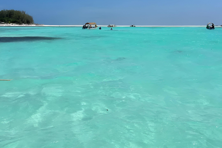 visite des dauphins sur l'île de mnemba