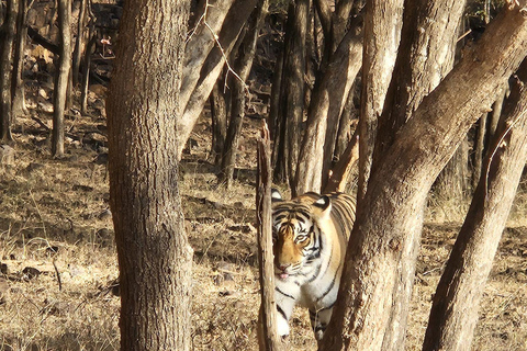 8-Day Golden Triangle Tour With Ranthambore & Jhalana Safari Tour With 3-Star Hotel Recommendation