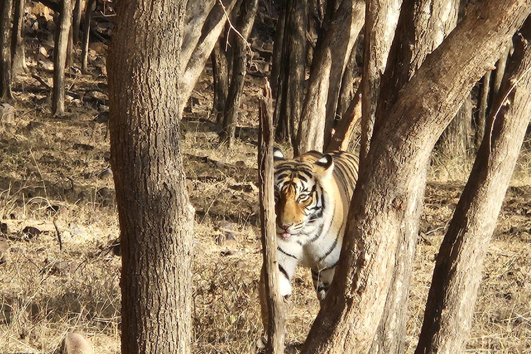 8-Day Golden Triangle Tour With Ranthambore & Jhalana Safari Tour With 3-Star Hotel Recommendation