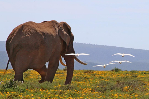 2 DAYS FLIGHT SAFARI ADVENTURE FROM ZANZIBAR TO NYERERE