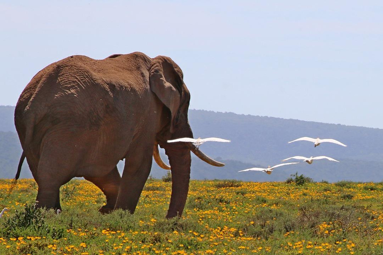 Maasai, parc national de Mikumi et chutes de Chizua 3 jours depuis Dar es salaam